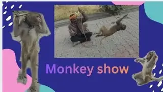 Monkey show on indian street || monkey circus 🎪 # circus # monkey #india #viral 