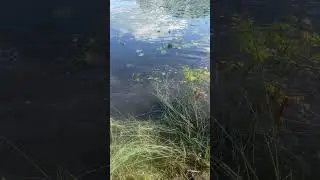 EARL LAKE LEGACY PROJECT VIDEO 3