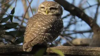 Spotted owlet
