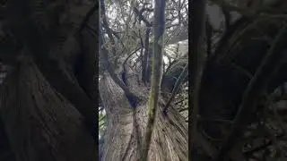 The second biggest old growth cedar tree I&rsquo;ve found in these parts #cedartree #westcoast #oldgrowth