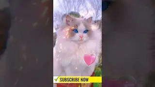 very nice cat@cat#video