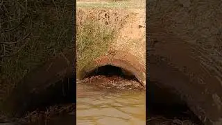 Remove Trash Clogged Culvert Drain #unclog #remove #shorts