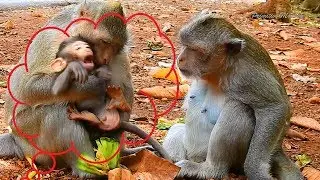 Mom! Mom! Baby Crying Calling Mom For Help Him From Kidnapper Monkey, Very Pity Tiny Baby Monkey