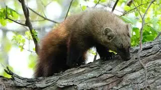 Lightening in a Bottle - an up close encounter with a Fisher Cat