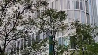 Birds of Mexico City: Sounds of Nature Near Soumaya Museum
