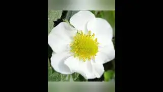 Fragaria x ananassa ,Strawberry