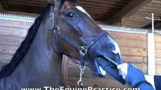 Geoff Tucker, DVM and Horsemanship Dentistry&trade; - 