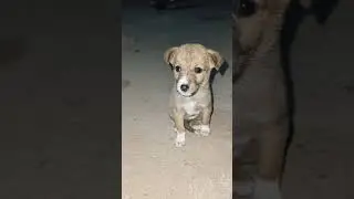 #comedy #funny #shorts #youtubeshorts #dog