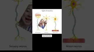 What Are the Different Types of Neurons? #shorts
