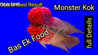 3 Tips To Boost FLOWERHORN Head kok Faster