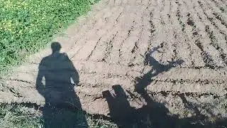 Pepisowe gadanie uprawa pod czosnek 
