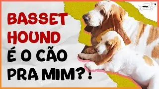 BASSET HOUND É O CACHORRO CERTO PRA MIM? #12