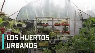 Retratos de M&eacute;xico: la importancia de los huertos urbanos - Expreso de la Ma&ntilde;ana