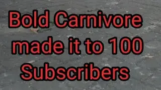 Celebrating 100+ Subscribers The Bold Carnivore Way