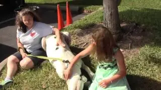 Brooke's Legacy Animal Rescue