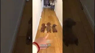 Naughty Dog Surprises His Owner😊