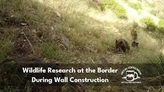 Wildlife Research at the Border During Wall Construction