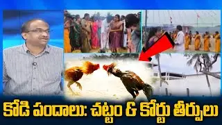 కోడి పందాలు: చట్టం & కోర్టు తీర్పులు || Cockfights: Law & Court Verdicts ||