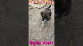 बेजुबान जानवर 2 #dog#trending #animals #art #cute #sorts #cartoon#dance #2026#reels #bhojpuri #funny