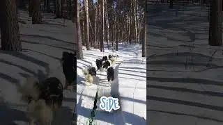 Me and my dogs
