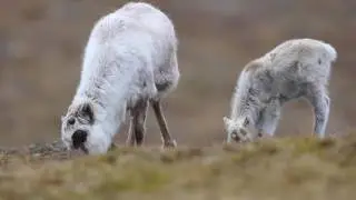 North Pole - The last Meltdown