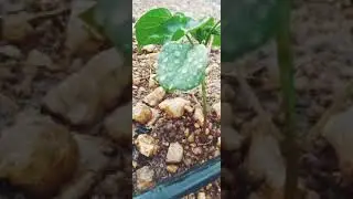 Rasi cotton seeds