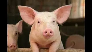 Disadvantages of pig meat