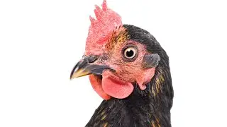 Tick Proof's Tick Country Cooking Presents: Tasty Chicken (Pickle Brine)
