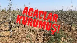 Elma Bah&ccedil;esine Yabancı Ot İlacı Atılırsa Ne Olur?