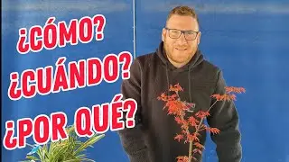 CÓMO hacer un ACODO AÉREO // Acer palmatum DESHOJO