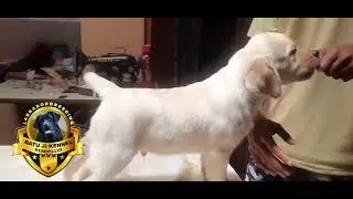 *Labrador Male Female Puppy Available More information 8104072120**#labrador #doglover #puppy #dog