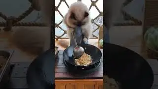 Street Food: A Ragdoll Cat selling Crab Fried Noodles at Ocean Cliff Rope Net