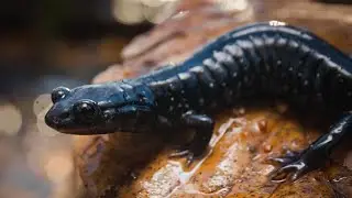 Backyard Herping! Searching for salamanders and how YOU can find herps in your yard too!
