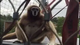 Singing Gibbon | Rowena Goes Ape