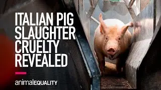 Shocking Cruelty Shown in Italian Slaughterhouse Video