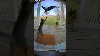 This Dog Saves the Cat from the Bald Eagle, Captured by Door Cam