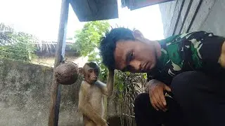 cara melatih monyet/ beruk menuruti perintah ownernya @MomoBugis