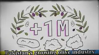 Pakistan's Growing Olive Industry
