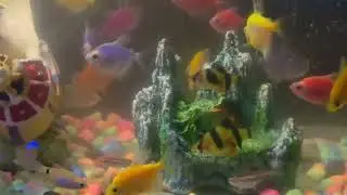 Fish tank ideas