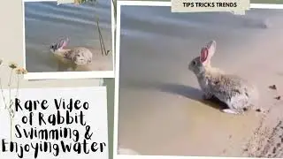 Rare Video of Rabbit Swimming & Enjoying Water..Rabbits can swim fast.. 🐰