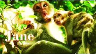 Janet Can't Steal Milk ! Brat Janna monkey Got comfort Milk