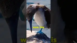 &lsquo;The Blue footed Booby!  #animalshorts #mrbeast #shortvideo
