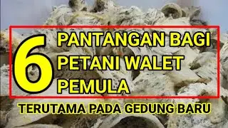 petani walet pemula harus tahu hal ini. pantangan dalam berbudi data walet