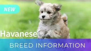 Havanese | Breed Information