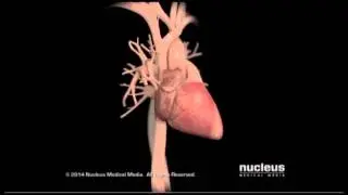 Normal Anatomy of the heart