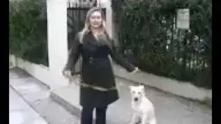 Sammy puppy dog afraid of walking due to cars, Cesar Millan, The Dog Whisperer, please help!