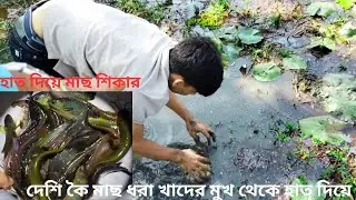 দেশি কৈ মাছ শিকার হাত দিয়ে। খাদের মুখে মাছ ধরা হাত দিয়ে।catching koi fish with hand #catchingfish#কৈ