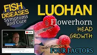 Flower Horn (Luohan) Cichlid Head Growth or Kok development