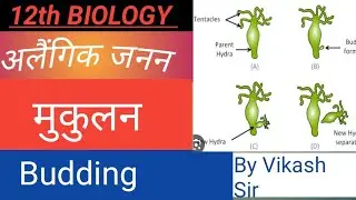 मुकूलन Budding अलैंगिक जनन Asexual Reproduction हाइड्रा यीस्ट स्पंज का जनन