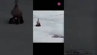 Lost children ...😒#shorts/funny animal fashion /funny animals